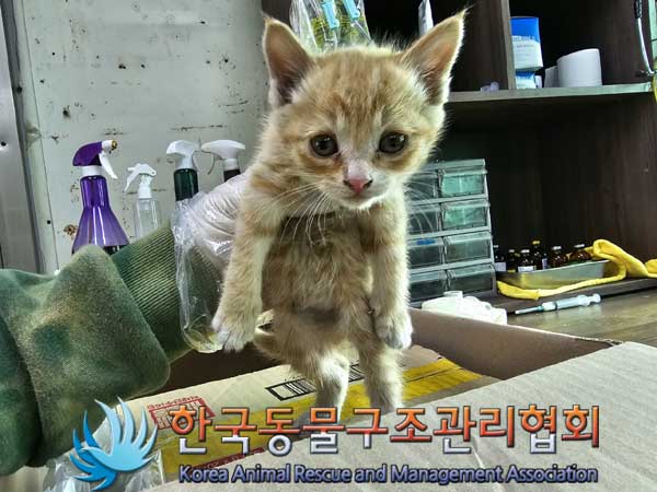 한국동물구조관리협회_411323202300060